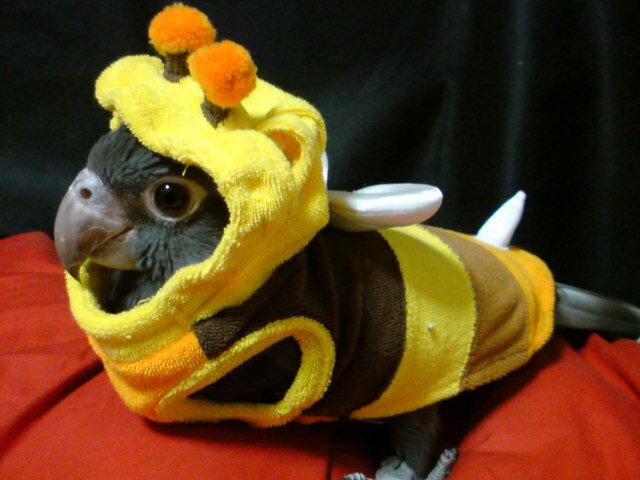 bird in a bee costume